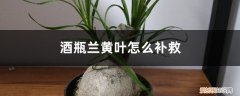 酒瓶兰黄叶的原因和处理办法视频 酒瓶兰黄叶的原因和处理办法