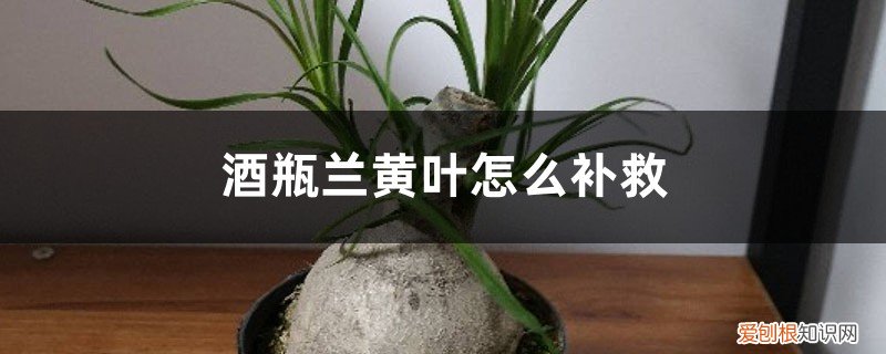 酒瓶兰黄叶的原因和处理办法视频 酒瓶兰黄叶的原因和处理办法