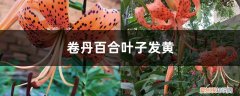 百合叶黄了怎么办 卷丹百合黄叶的原因和处理办法