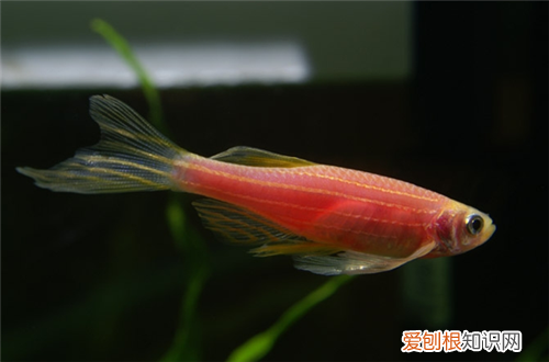 斑马鱼繁殖前兆 怎样提高繁殖成功率