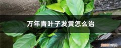 花叶万年青叶子发黄怎么办 万年青叶子发黄怎么治，怎样让叶子变绿