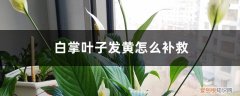 水培白掌叶子发黄怎么补救 白掌叶子发黄怎么补救