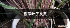 香茅草发黄 香茅黄叶的原因和处理办法