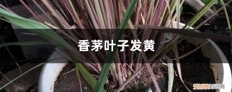 香茅草发黄 香茅黄叶的原因和处理办法