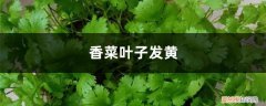 香菜黄叶的原因和处理办法是什么 香菜黄叶的原因和处理办法