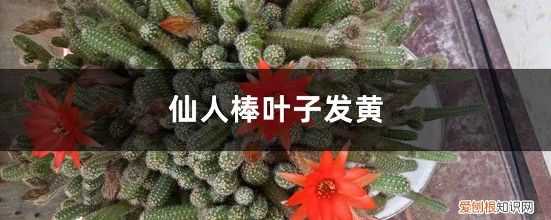 水仙花黄叶怎么处理 仙人棒黄叶的原因及处理办法