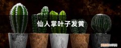 仙人掌叶片有黄点咋回事 仙人掌黄叶的原因及处理办法