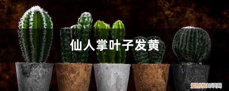 仙人掌叶片有黄点咋回事 仙人掌黄叶的原因及处理办法