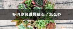 多肉奥普琳娜长得快吗 多肉奥普琳娜徒长了怎么办