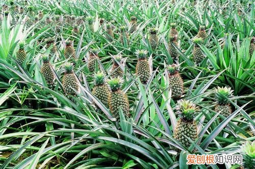 菠萝怎么长的 自己怎么种菠萝