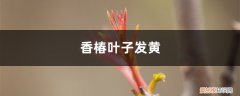 香椿黄叶的原因和处理办法视频 香椿黄叶的原因和处理办法
