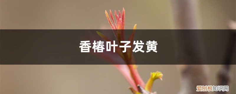 香椿黄叶的原因和处理办法视频 香椿黄叶的原因和处理办法