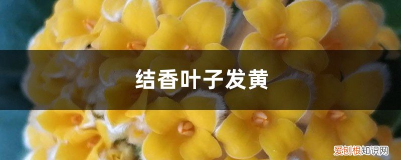 结香黄叶的原因和处理办法图片 结香黄叶的原因和处理办法