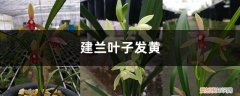 建兰黄叶的原因和处理办法 建兰黄叶的原因和处理办法