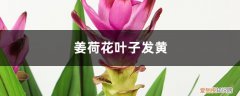 姜荷花黄叶的原因和处理办法 姜荷花黄叶的原因和处理办法