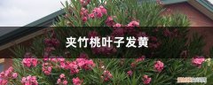 夹竹桃黄叶的原因和处理办法视频 夹竹桃黄叶的原因和处理办法