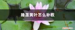睡莲黄叶的原因和处理办法图片 睡莲黄叶的原因和处理办法