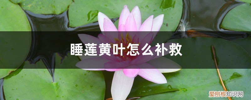 睡莲黄叶的原因和处理办法图片 睡莲黄叶的原因和处理办法