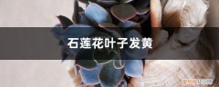 石莲花的叶子黄了怎么办 石莲花黄叶的原因和处理办法