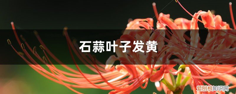 石蒜黄叶的原因和处理办法 石蒜黄叶的原因和处理办法