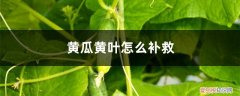 黄瓜黄叶的原因和处理办法 黄瓜黄叶的原因和处理办法