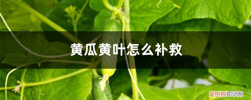 黄瓜黄叶的原因和处理办法 黄瓜黄叶的原因和处理办法