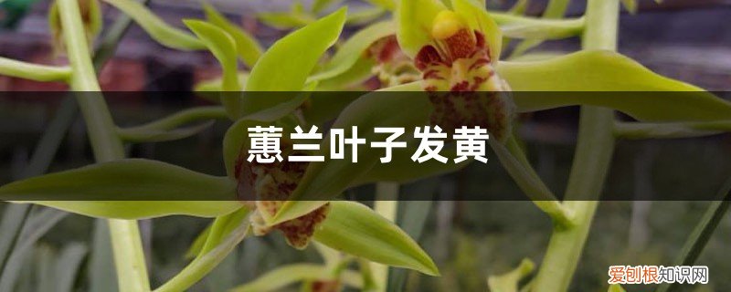 大花蕙兰出现黄叶怎么办 蕙兰黄叶的原因和处理办法