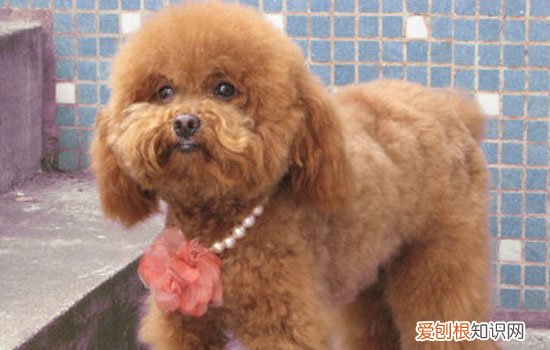 贵宾犬吃什么主食 贵宾犬吃的主食