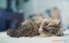 猫罐头中的瓜尔豆胶是什么东西 猫罐头瓜尔胶对猫有害吗