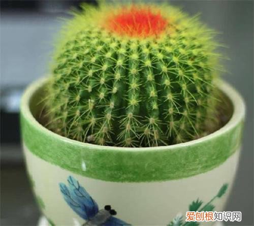金虎仙人球会开花吗 如何养好金虎仙人球
