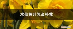 水仙黄叶子怎么办 水仙黄叶的原因和处理办法