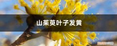 茱萸黄叶怎么办 山茱萸黄叶的原因和处理办法
