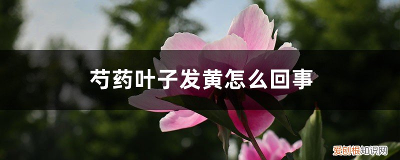 芍药叶子黄了是什么原因 芍药叶子发黄怎么回事，芍药叶子枯萎