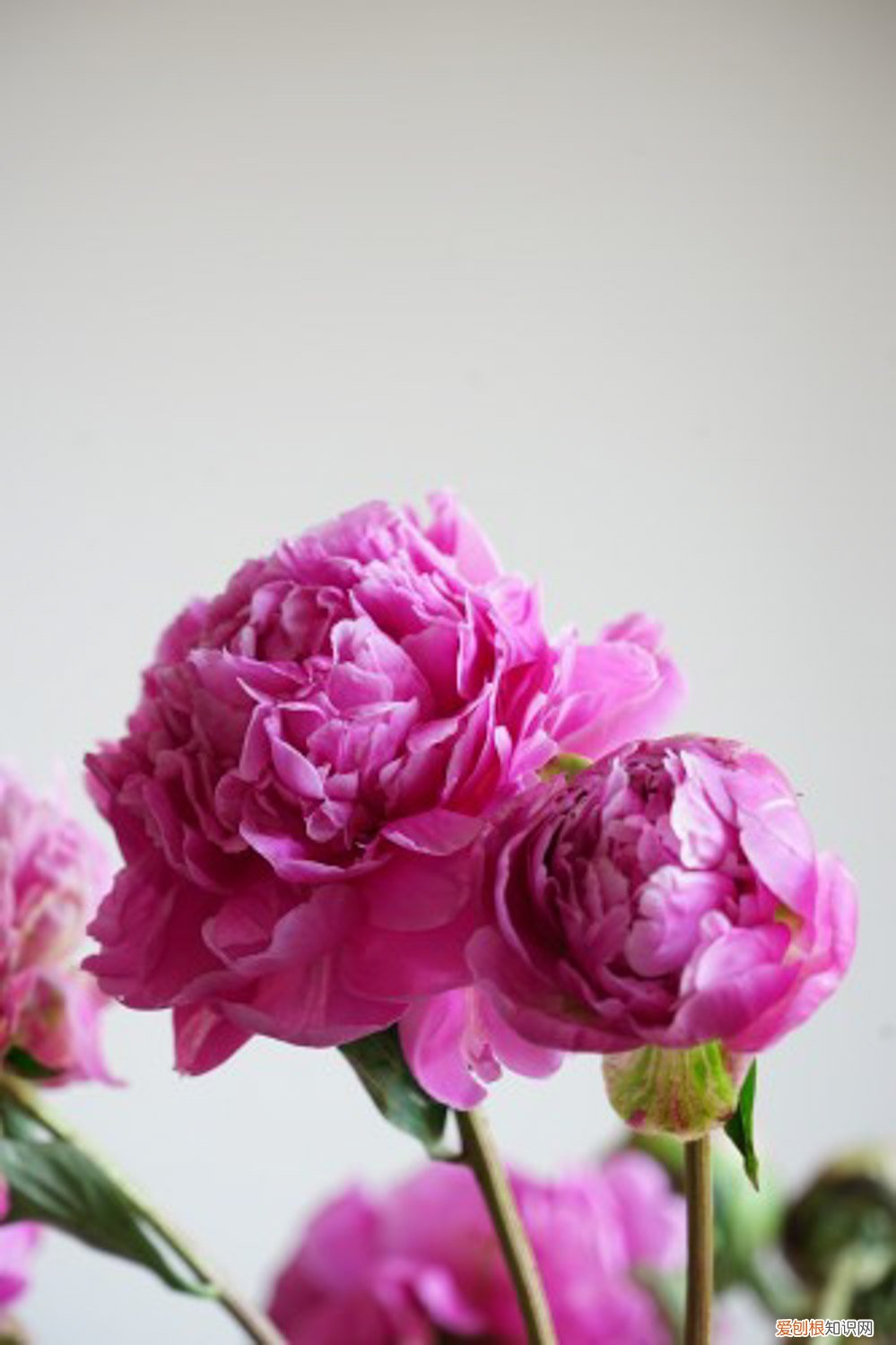 芍药叶子黄了是什么原因 芍药叶子发黄怎么回事，芍药叶子枯萎
