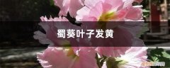 黄蜀葵叶子的功效与作用 蜀葵黄叶的原因和处理办法
