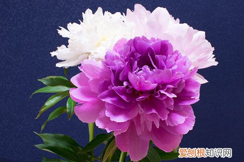 花中之王是什么花 盘点十大名花录