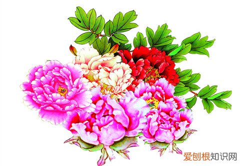 花中之王是什么花 盘点十大名花录
