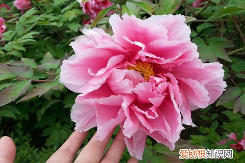 花中之王是什么花 盘点十大名花录