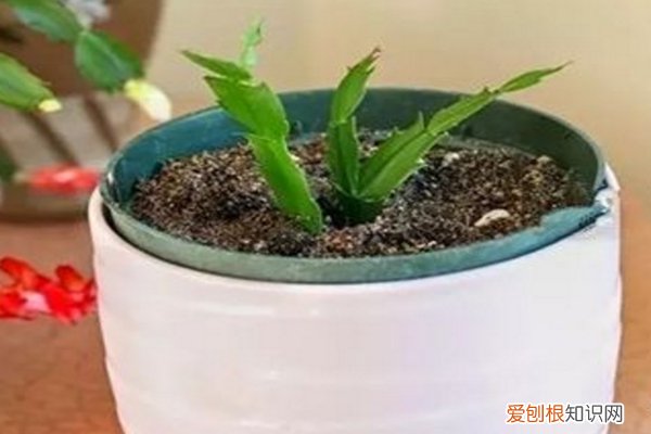 不能扦插的花 这5种花现在不扦插,明年也开不了花!