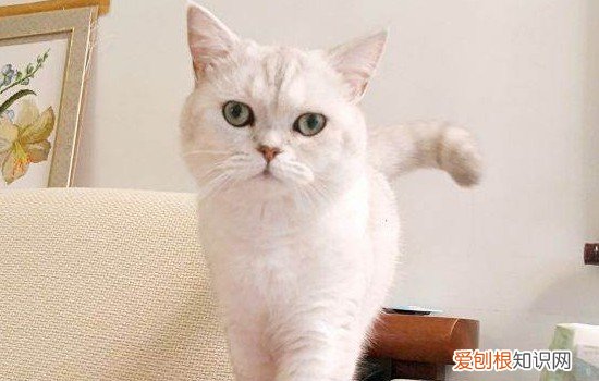 银渐层小时候是黑的吗 银渐层刚出生是不是很黑