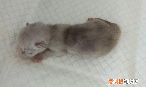 银渐层小时候是黑的吗 银渐层刚出生是不是很黑