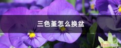 三色堇缀化如何上盆 三色堇怎么换盆，用深盆还是浅盆