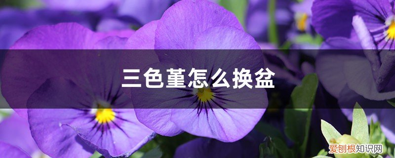 三色堇缀化如何上盆 三色堇怎么换盆，用深盆还是浅盆