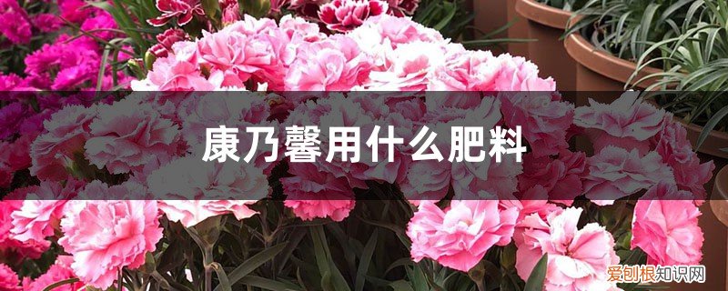康乃馨用什么肥料最好 康乃馨用什么肥料