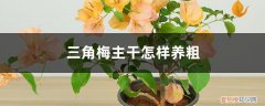 三角梅怎么养粗壮 三角梅主干怎样养粗