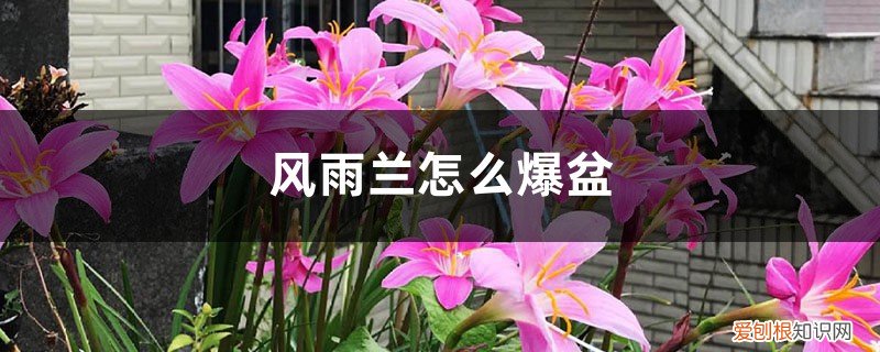 风雨兰盆栽怎么种 风雨兰怎么爆盆
