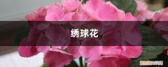 绣球花枝怎么养 室内绣球这么养，剪个枝种十盆，一分钱不花！