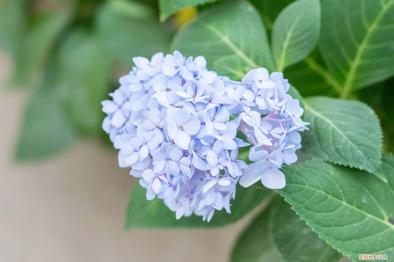 绣球花枝怎么养 室内绣球这么养，剪个枝种十盆，一分钱不花！