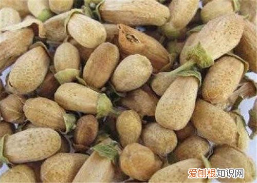 玳玳花的资料大全 玳玳花有副作用吗