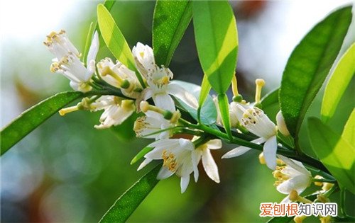 玳玳花的资料大全 玳玳花有副作用吗